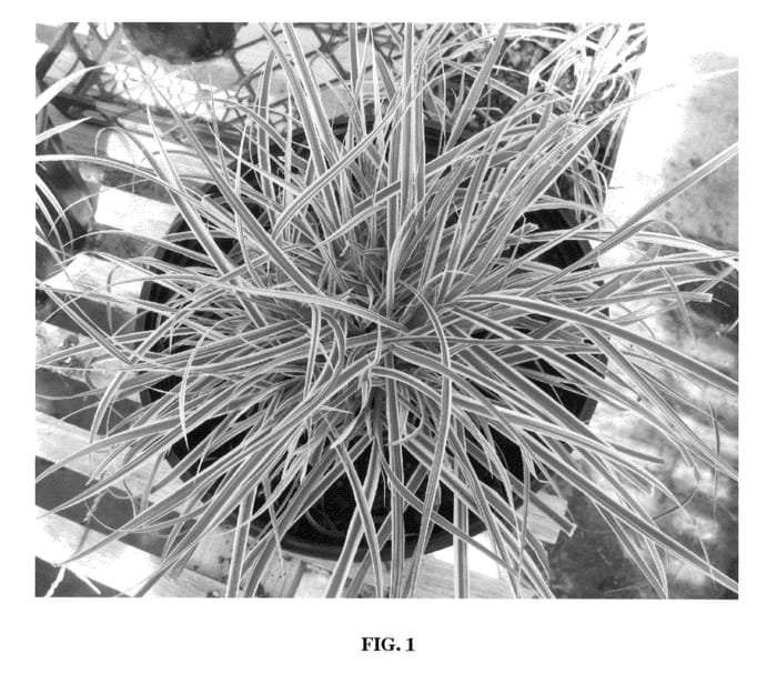 Figure 1 of US plant patent PP21497, the photograph of Sky Rocket printed in the patent.
