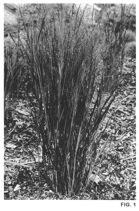 Figure 1 of US plant patent PP21498, the photograph of Huron Solstice printed in the patent.