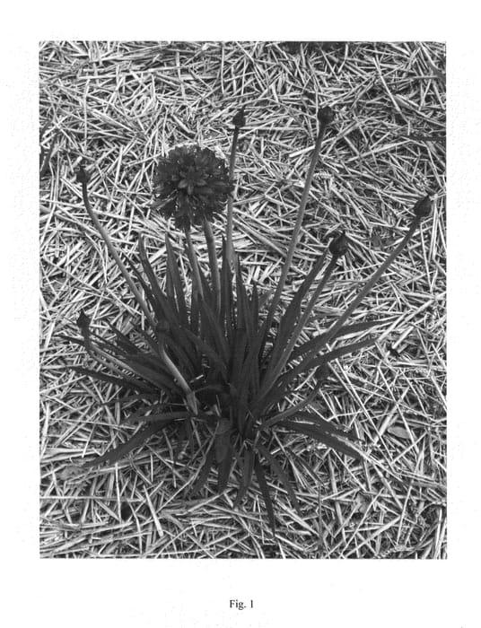 Figure 1 of US plant patent PP21499, the photograph of Sofie printed in the patent.