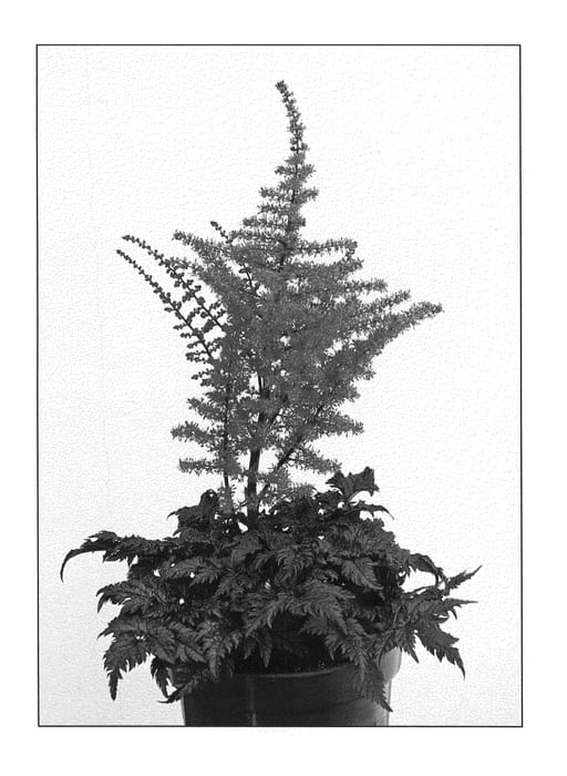 Figure 1 of US plant patent PP21500, the photograph of Moulin Rouge printed in the patent.