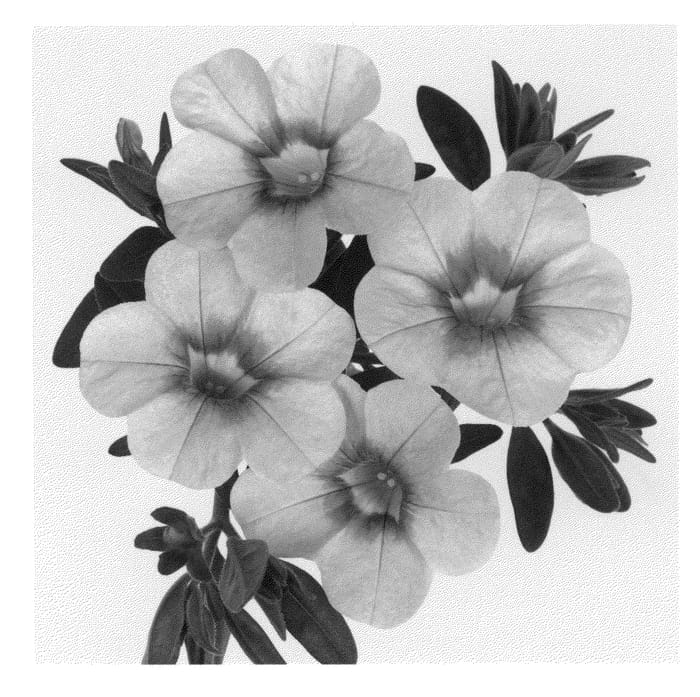 Figure 1 of US plant patent PP21501, the photograph of Duealtisopi printed in the patent.