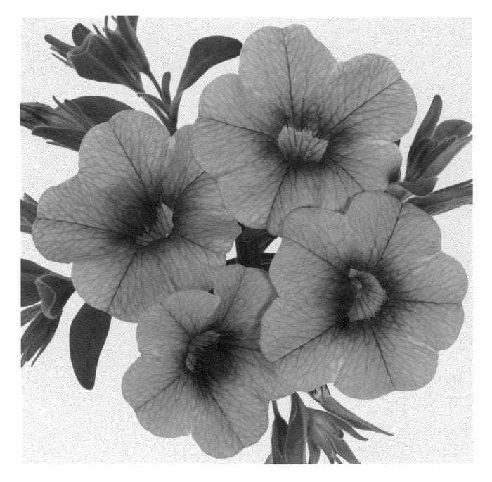 Figure 1 of US plant patent PP21502, the photograph of Duealtihotpi printed in the patent.