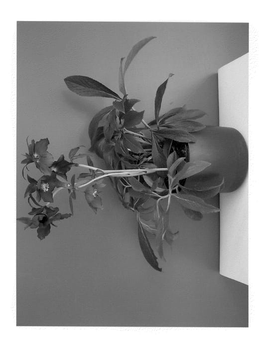 Figure 1 of US plant patent PP21503, the photograph of HLR 120 printed in the patent.