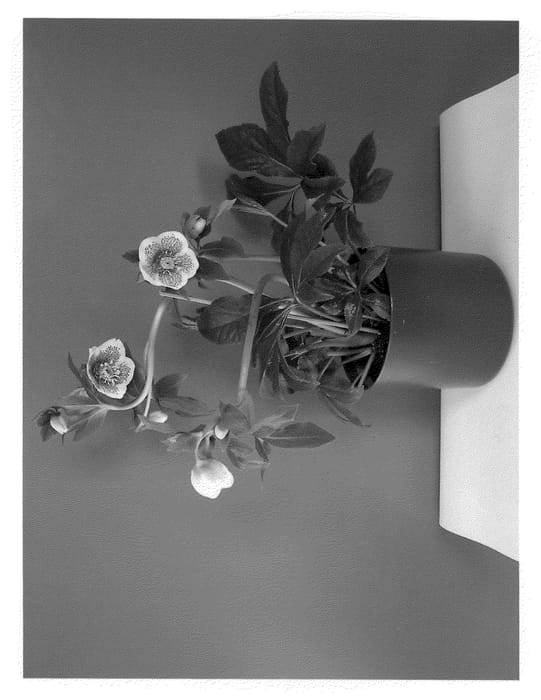 Figure 1 of US plant patent PP21504, the photograph of HLR 160 printed in the patent.