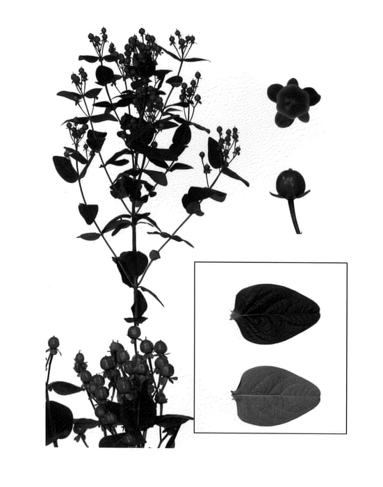 Figure 1 of US plant patent PP21505, the photograph of Esm Chocola printed in the patent.