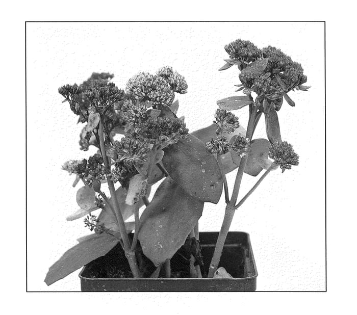 Figure 1 of US plant patent PP21506, the photograph of Rainbow Xenox printed in the patent.