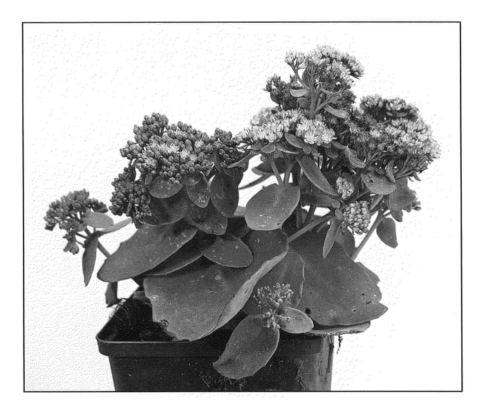 Figure 1 of US plant patent PP21507, the photograph of Twinkling Star printed in the patent.
