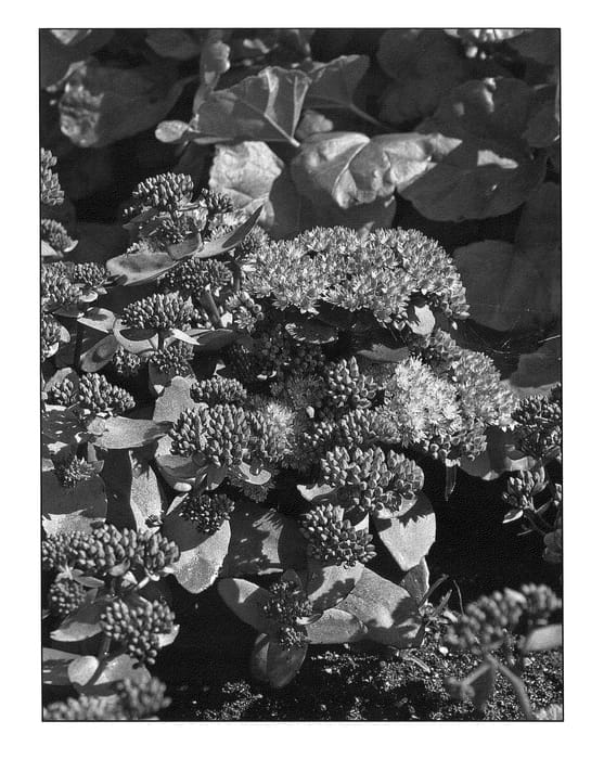 Figure 1 of US plant patent PP21508, the photograph of Moonlight Serenade printed in the patent.
