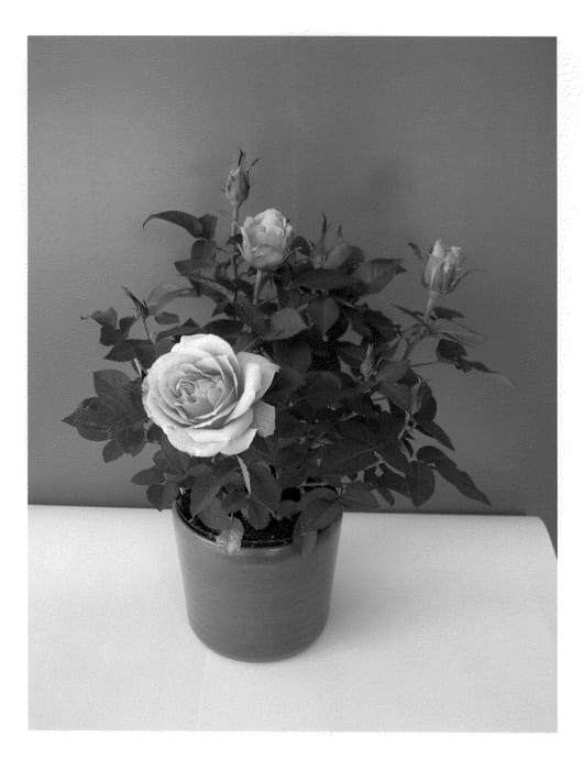 Figure 1 of US plant patent PP21509, the photograph of Evera208 printed in the patent.