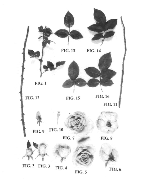 Figure 1 of US plant patent PP21510, the photograph of Delgramau printed in the patent.