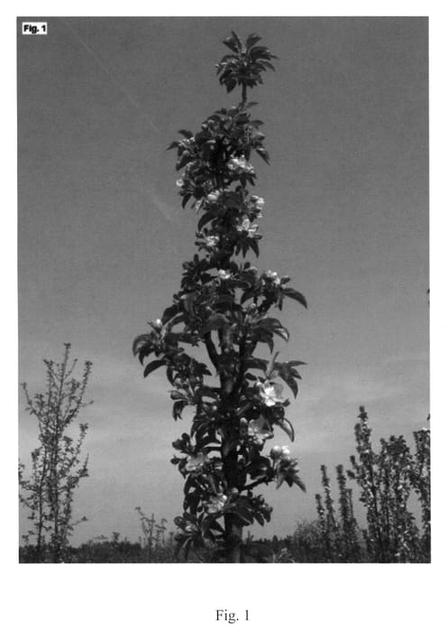 Figure 1 of US plant patent PP21511, the photograph of Moonlight printed in the patent.