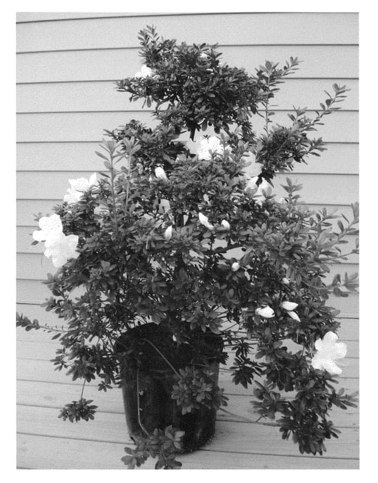 Figure 1 of US plant patent PP21512, the photograph of RLH1-3P3 printed in the patent.