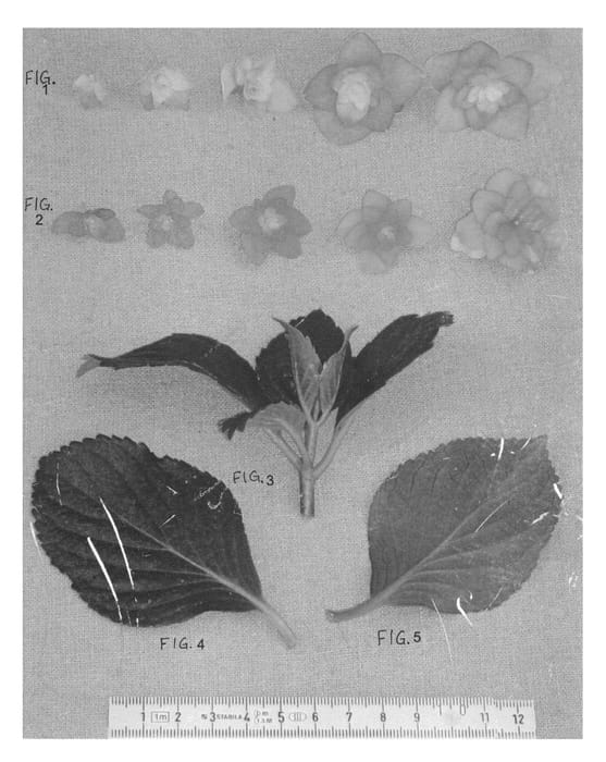 Figure 1 of US plant patent PP21513, the photograph of HYDfour printed in the patent.