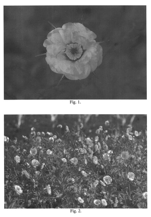 Figure 1 of US plant patent PP21514, the photograph of Tequila Sunrise printed in the patent.
