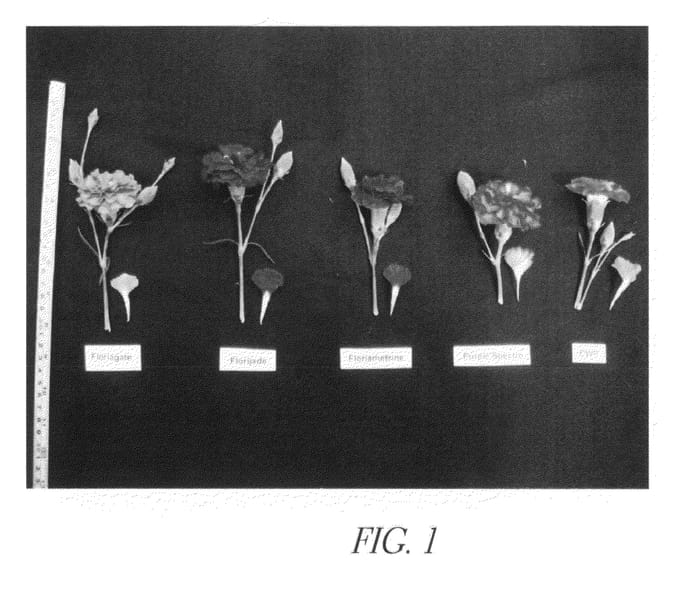 Figure 1 of US plant patent PP21515, the photograph of Florijade printed in the patent.
