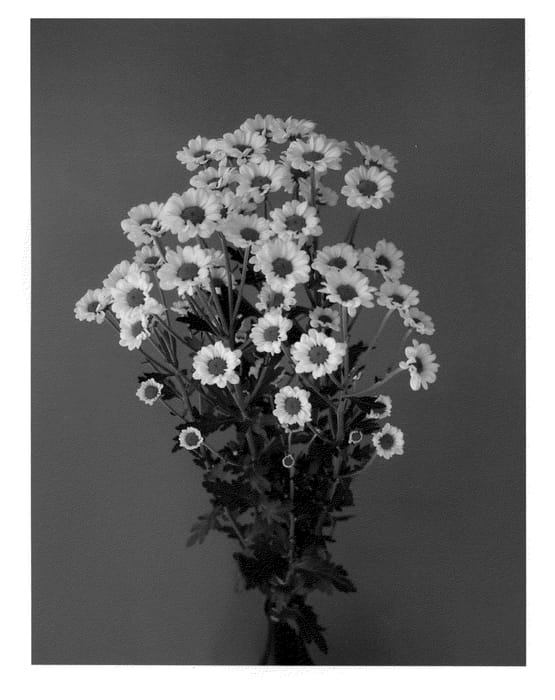 Figure 1 of US plant patent PP21516, the photograph of Deknyaka printed in the patent.
