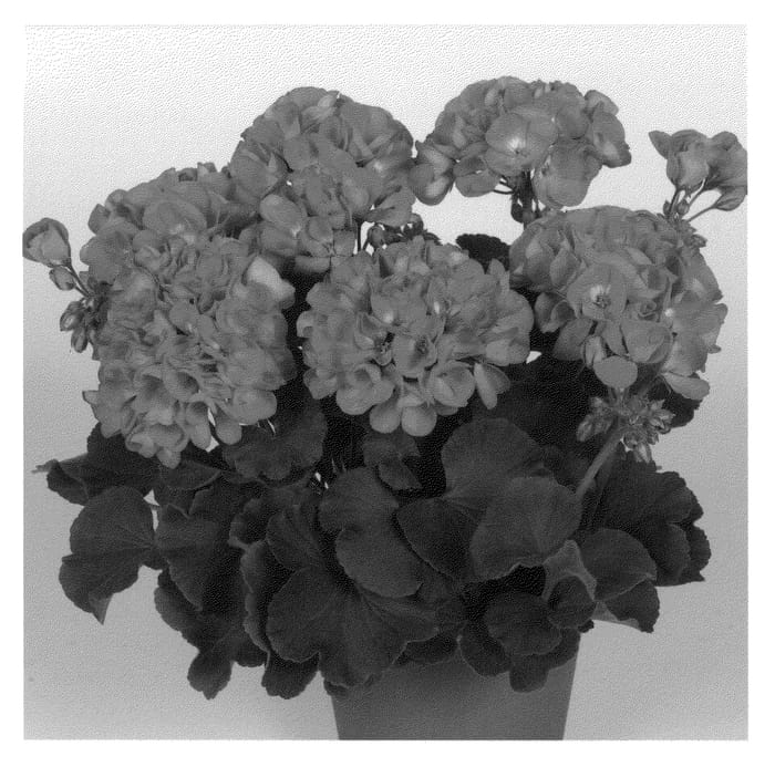 Figure 1 of US plant patent PP21517, the photograph of Dueimpres printed in the patent.