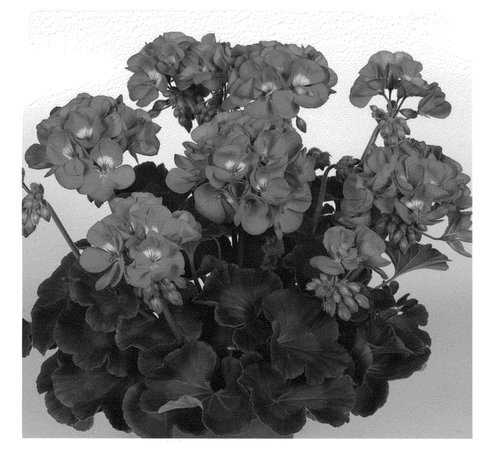 Figure 1 of US plant patent PP21518, the photograph of Duemarine printed in the patent.