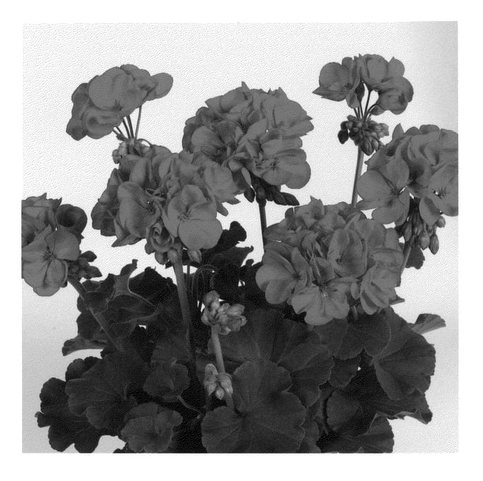 Figure 1 of US plant patent PP21519, the photograph of Duevifuchs printed in the patent.