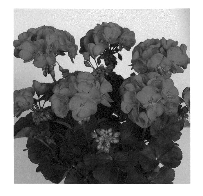 Figure 1 of US plant patent PP21520, the photograph of Dueviscar printed in the patent.