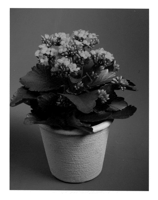 Figure 1 of US plant patent PP21521, the photograph of Reese printed in the patent.