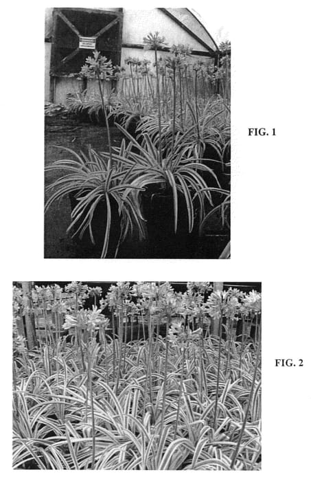Figure 1 of US plant patent PP21522, the photograph of Ponto's Queen of the Nile printed in the patent.