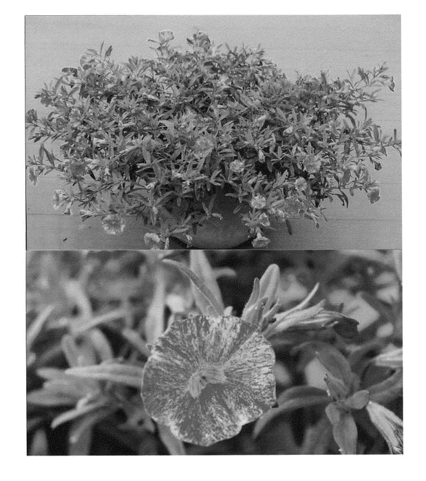 Figure 1 of US plant patent PP21523, the photograph of Sunbelsima printed in the patent.