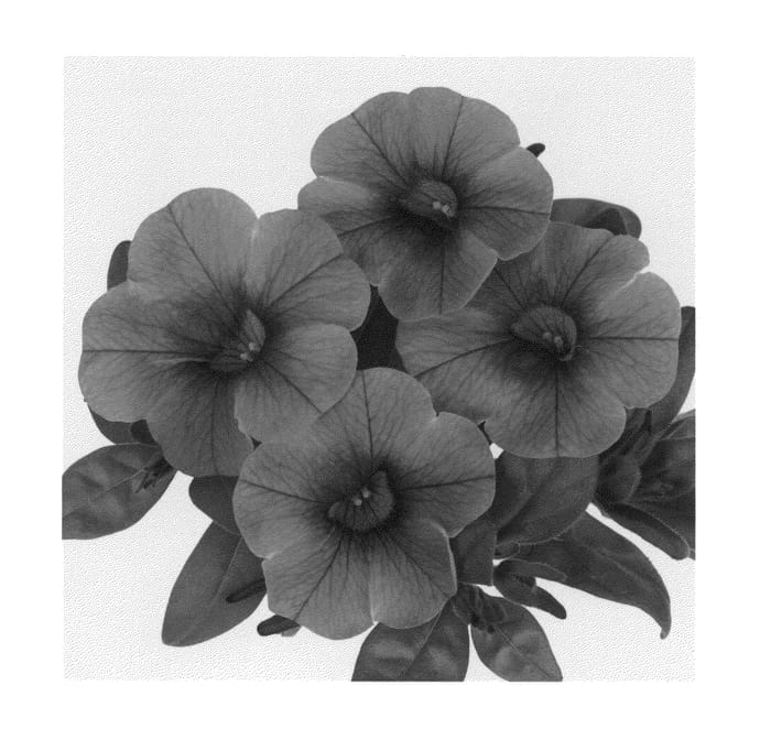 Figure 1 of US plant patent PP21524, the photograph of Duealhotor printed in the patent.