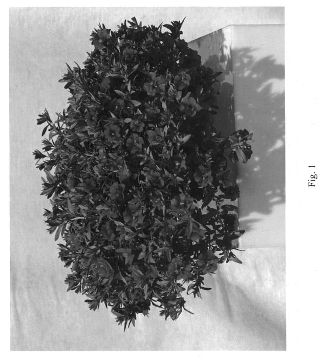 Figure 1 of US plant patent PP21525, the photograph of Wescadobl printed in the patent.
