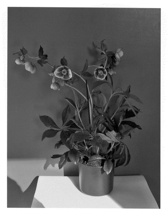Figure 1 of US plant patent PP21526, the photograph of HLR 140 printed in the patent.