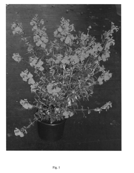 Figure 1 of US plant patent PP21527, the photograph of Flammen printed in the patent.