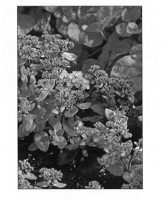 Figure 1 of US plant patent PP21528, the photograph of Yellow Xenox printed in the patent.