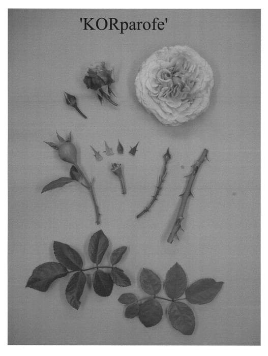 Figure 1 of US plant patent PP21529, the photograph of KORparofe printed in the patent.