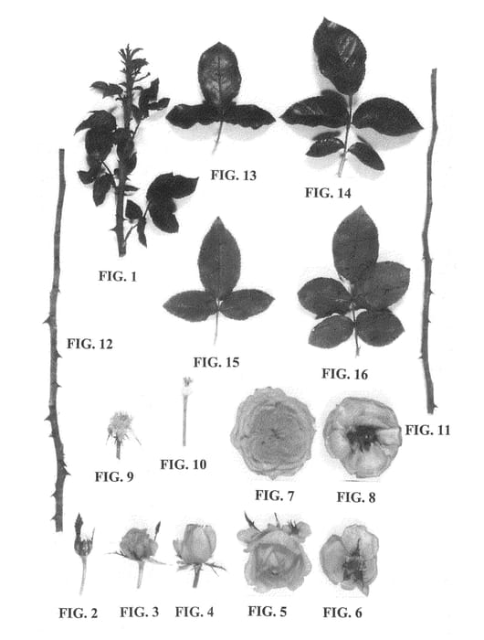 Figure 1 of US plant patent PP21530, the photograph of Delgrarose printed in the patent.