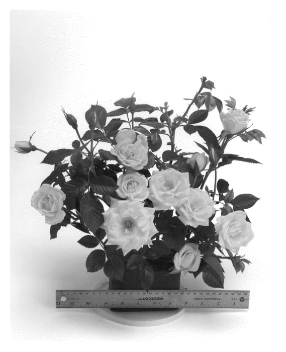 Figure 1 of US plant patent PP21531, the photograph of WEKgojolo printed in the patent.
