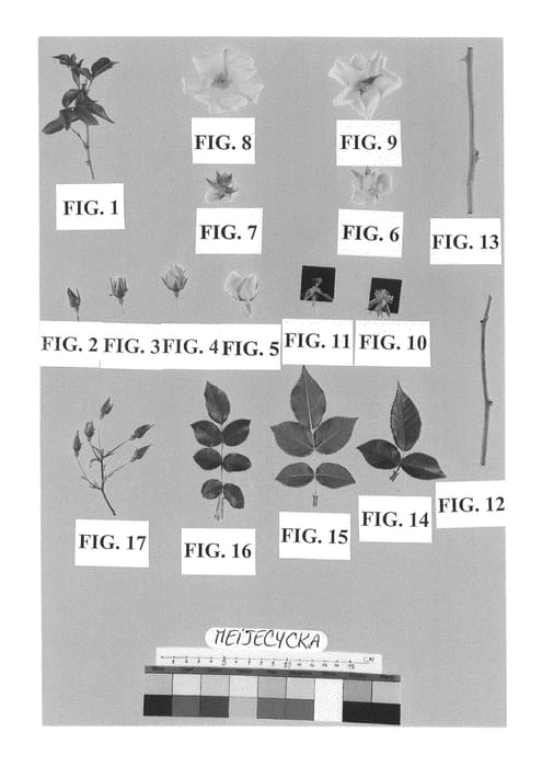 Figure 1 of US plant patent PP21532, the photograph of Meijecycka printed in the patent.