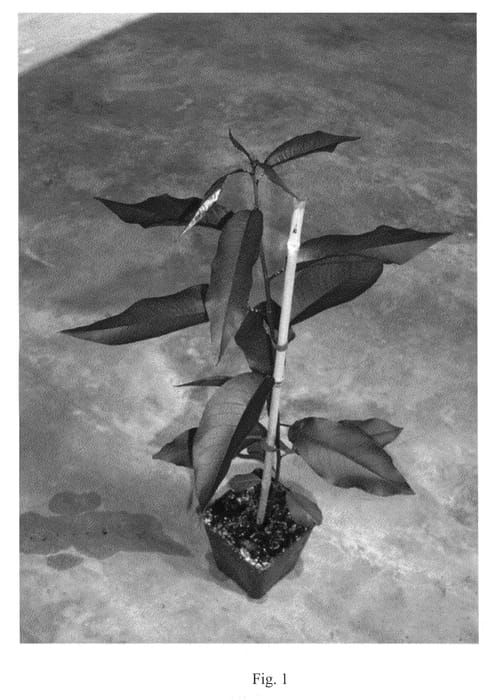 Figure 1 of US plant patent PP21533, the photograph of Tempropac printed in the patent.