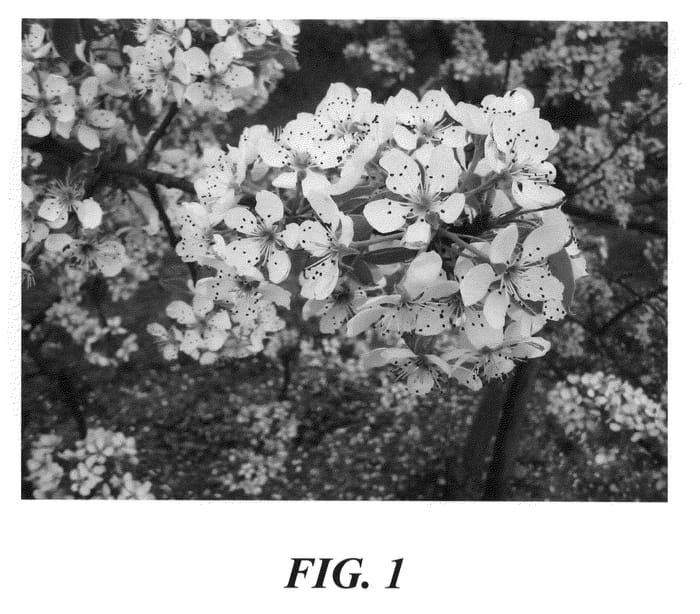 Figure 1 of US plant patent PP21534, the photograph of Roksolana printed in the patent.