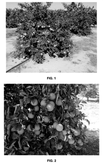 Figure 1 of US plant patent PP21535, the photograph of SF14W-62 printed in the patent.