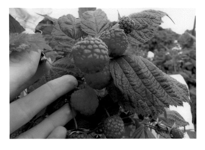 Figure 1 of US plant patent PP21536, the photograph of Pacific Royale printed in the patent.