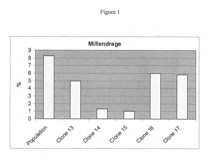 Figure 1 of US plant patent PP21537, the photograph of Catena Malbec Clone 14 printed in the patent.
