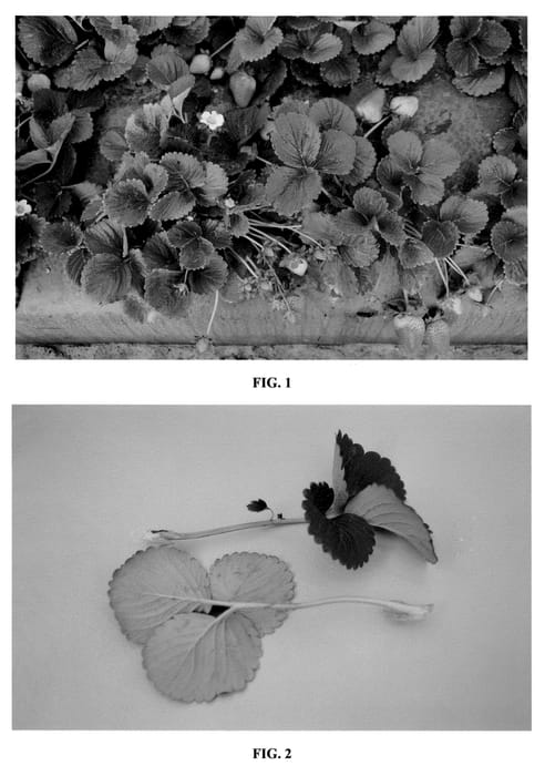 Figure 1 of US plant patent PP21538, the photograph of DrisStrawTwelve printed in the patent.