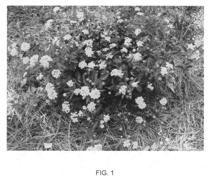 Figure 1 of US plant patent PP21539, the photograph of Chapel Hill Gold printed in the patent.
