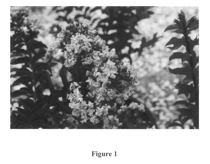 Figure 1 of US plant patent PP21540, the photograph of Chocolate Mocha printed in the patent.