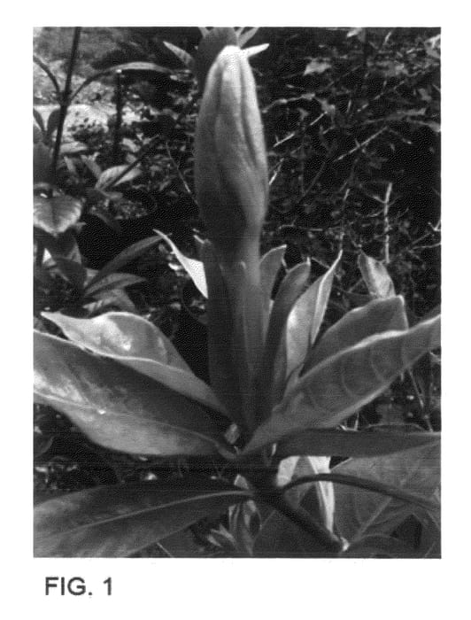 Figure 1 of US plant patent PP21541, the photograph of Star Dust printed in the patent.
