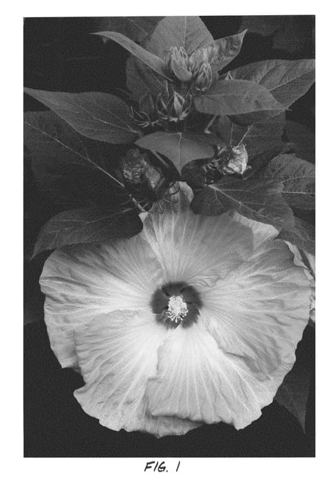 Figure 1 of US plant patent PP21542, the photograph of Strawberry Swirl printed in the patent.