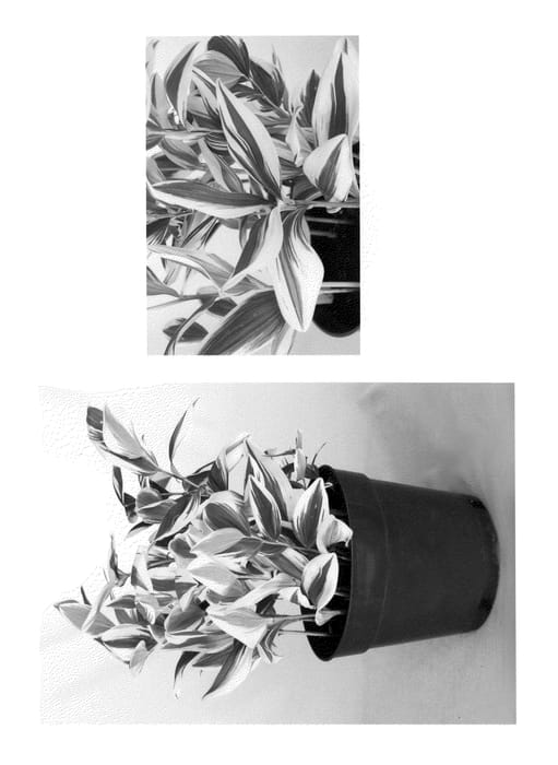 Figure 1 of US plant patent PP21543, the photograph of Angel Wing printed in the patent.