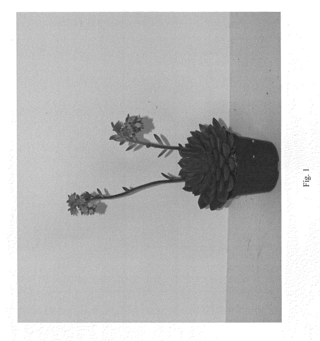 Figure 1 of US plant patent PP21544, the photograph of Joey1 printed in the patent.