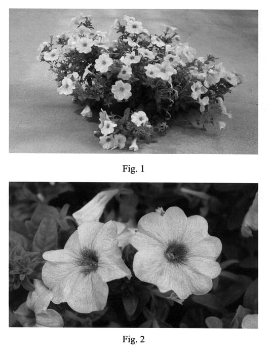 Figure 1 of US plant patent PP21545, the photograph of SAKPXC005 printed in the patent.