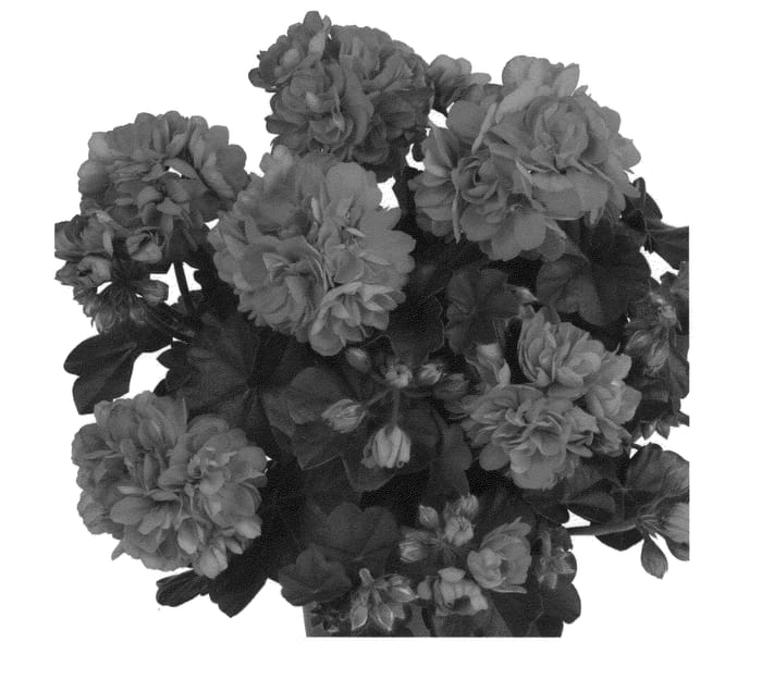 Figure 1 of US plant patent PP21546, the photograph of Duepasalre printed in the patent.